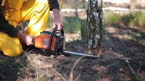 How Our Tree Care Process Works  in Tuolumne City, CA